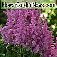 Astilbe 'Stand and Deliver', False Spirea 'Stand and Deliver', False Goat's Beard 'Stand and Deliver', Roze Astilbes, Roze bloemen, bloemen voor schaduw