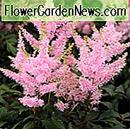 Astilbe 'Younique Salmon', False Spirea 'Younique Salmon', False Goat's Beard 'Younique Salmon', Salmon Astilbes, Salmon Flowers, bloemen voor schaduw