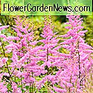 Astilbe x Arendsii 'Amethyst', Astilbe Amethyst informatie, Amethyst Astilbe informatie, False Spirea Amethyst informatie, Purple astilbe, lavendel astilbe