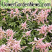 Astilbe 'Bressingham Beauty', Astilbe x Arendsii 'Bressingham Beauty', False Spirea 'Bressingham Beauty', False Goat's Beard 'Bressingham Beauty', Pink astilbe