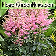 Astilbe 'Country and Western', Astilbe 'Country and Western', False Spirea 'Country and Western', False Goat's Beard 'Country and Western', Roze Astilbes, Roze bloemen, bloemen voor schaduw