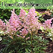 Astilbe x Arendsii 'Darwin's Dream', Astilbe 'Darwin's Dream', False Spirea 'Darwin's Dream', False Goat's Beard 'Darwin's Dream', Pink astilbe