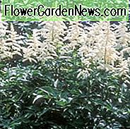Astilbe Japonica 'Deutschland', Astilbe 'Deutschland', False Spirea 'Deutschland', False Goat's Beard 'Deutschland', White Astilbes, Witte bloemen, bloemen voor schaduw