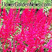 Astilbe x Arendsii 'Fanal', Astilbe Fanal informatie, Fanal Astilbe informatie, False Spirea Fanal informatie, Red astilbe, AGM Astilbe