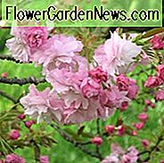 Prunus 'Pink Perfection', Japansk Blomstrende Kirsebær 'Pink Perfection', Kirsebær Pink Perfection ', Prunus Serrulata' Pink Perfection ', Pink blomster, Forår Blomster, Pink Cherry Blossoms, Japansk Kirsebær, Blomstrende Kirsebærtræ, Blomstrende Træ, Kirsebær Blomstertræ, Ornamental Kirsebær