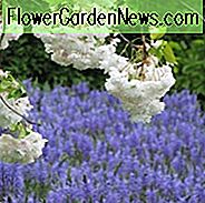 Prunus 'Shirofugen', Japansk Blomstrende Kirsebær 'Shirofugen', Kirsebær 'Shirofugen', Prunus 'Fugenzo', Shiro-Fugen Kirsebær, Prunus Serrulata f. classica, rosa blomster, forår blomster, hvide blomster