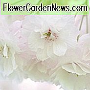 Prunus 'Shogetsu', Japansk Blomstrende Kirsebær 'Shogetsu', Kirsebær 'Shogetsu', Prunus serrulata 'Longipes', Prunus Blushing Bride, Prunus 'Shimizu-Zakura', Hvide blomster, Forårsbloder, Blomstrende træ, Kirsebærblomstrende træ, Ornamental Cherry