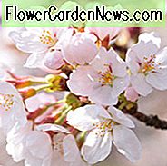 Japansk blomstrende kirsebær, blomstrende kirsebær, blomstrende sæson Blomstrende kirsebær, Sakura, duftende Kirsebærblomst, Higan Kirsebær, Yoshino Kirsebær, Fuji Kirsebær