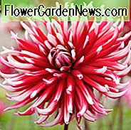Dahlia Frigoulet, Frigoulet Dahlia, Dahlia 'Friquolet', 'Friquolet' Dahlie, Semi-Cactus Dahlien, Kaktus Dahlien, Bicolor Dahlia Blumen, rote Dahlien, Dahlia Knollen, Dahlien, Dahlien, Dahlien, Sommerzwiebeln