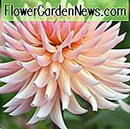Dahlia Henriette, Henriette Dahlia, Semiakaktus-Dahlien, Dahlien zum Schneiden, Pink Dahlien, Sommerzwiebeln, Cream Dahlien