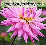 Dahlie 'Karma Pink Corona', 'Karma Pink Corona' Dahlie, Halbkaktus Dahlien, Rosa Dahlien, Karma Dahlien, Dahlienknollen, Dahlienknollen, Dahlienblüten, Dahlienblüten, Sommerzwiebeln