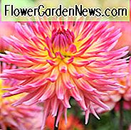 Dahlia Karma Sangria, Karma Sangria Dahlie, Semi-Cactus Dahlien, Dahlien zum Schneiden, Beste Dahlien für Container, Pink Dahlien, Sommerzwiebeln