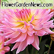 Dahlia Melody Gipsy, Dahlia Melodie Gypsy, 'Melody Gipsy' Dahlie, Semi-Cactus Dahlien, Dahlien für Borders, Dahlien für Container, Dahlien zum Schneiden, Pink Dahlien