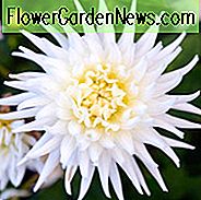 Dahlie 'Meine Liebe', 'Meine Liebe' Dahlie, Halbkaktus-Dahlien, weiße Dahlien, Karma-Dahlien, Dahlienknollen, Dahlienknollen, Dahlien, Dahlien, Sommerzwiebeln
