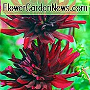 Dahlie 'Nuit d'Ete', 'Nuit d'Ete' Dahlie, Kaktus Dahlien, schwarze Dahlien, dunkle Dahlien, Dahlienknollen, Dahlienknollen, Dahlien, Dahlien, Sommerzwiebeln