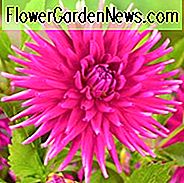 Dahlia Purple Gem, Lila Gem Dahlia, Semi-Cactus Dahlien, Dahlien zum Schneiden, Lila Dahlien, Sommerzwiebeln, Cream Dahlien