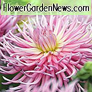 Dahlie 'Lieblingsstern', 'Lieblingsstern' Dahlie, 'Lieblingsstern' Dahlie, Kaktus Dahlien, zweifarbige Dahlien, rosa Dahlien, Dahlienknollen, Dahlienknollen, Dahlien, Dahlien, Sommerzwiebeln