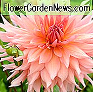 Dahlia Surprise, Surprise Dahlia, Semi-Cactus Dahlien, Dahlien zum Schneiden, Pink Dahlien, Sommerzwiebeln, Lachs Dahlien