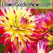 Dahlia 'Tahiti Sunrise', 'Tahiti Sunrise' Dahlie, Semi-Cactus Dahlien, Kaktus Dahlien, Bicolor Dahlia Blumen, rote Dahlien, gelbe Dahlien, Dahlienknollen, Dahlien, Dahlien, Dahlien, Sommerzwiebeln