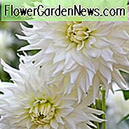 Dahlia Verda, Verda Dahlia, Semi-Cactus Dahlien, Dahlien zum Schneiden, White Dahlien, Sommerzwiebeln