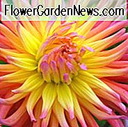 Dahlie 'Alfred Grille', 'Alfred Grille' Dahlie, Kaktus Dahlien, Bicolor Dahlia Blumen, rosa Dahlien, orange Dahlien, gelbe Dahlien, Dahlienknollen, Dahlienknollen, Dahlienblüten, Dahlienblüten, Sommerzwiebeln