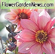 Mignon-Dahlien, einzelne Dahlien, beste Dahlien, Spitzen-Dahlien, große Dahlien, Dahlie-Knollen, Dahlie-Birnen, Dahlie-Blume, Dahlien-Blumen, Sommerbirne