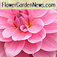 Waterlily Dahlien, schöne Dahlien, beste Dahlien, Top Dahlien, große Dahlien, Dahlia Knollen, Dahlien, Dahlien, Dahlien, Sommerzwiebeln