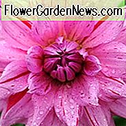 Dahlie 'American Dream', 'American Dream' Dahlie, Semi-Cactus Dahlien, Teller Dahlien, rosa Dahlien, Dahlienknollen, Dahlien, Dahlien, Dahlien, Sommerzwiebeln