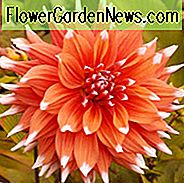 Dahlie-Farben-Schauspiel, Farben-Schauspiel-Dahlie, Halbkaktus-Dahlien, Kaktus-Dahlien, zweifarbige Dahlien-Blumen, orange Dahlien, korallenrote Dahlien, Dahlie-Knollen, Dahlien-Birnen, Dahlien-Blume, Dahlie-Blumen, Sommerbirnen