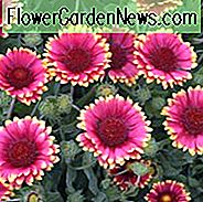 Gaillardia 'Sunset Popsy', Decke Blume 'Sunset Popsy', Gaillardia x Grandiflora 'Sunset Popsy', Decke Blumen, Gelbe Blumen, Bicolor Blumen, Trockenheit tolerante Blumen, Salztolerante Blumen