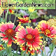 Gaillardia 'Goblin', Decke Blume 'Goblin', Gaillardia x Grandiflora 'Goblin', Decke Blumen, rote Blumen, Bicolor Blumen, Trockenheit tolerante Blumen, Salztolerante Blumen