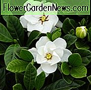 Gardenia Jasminoides Knöpfe, Cape Jasmin Knöpfe, Knöpfe Cape Jasmin, Cape Jessamine Knöpfe, Hardy Gardenia, Duftende Blumen, immergrüne Strauch, Weiße Blumen, Duftende Blumen, immergrüne Strauch, Weiße Blüten