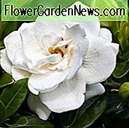 Gardenia jasminoides Kronjuwel, Cape Jasmine Kronjuwel, Kronjuwel Cape Jasmin, Cape Jessamine Kronjuwel, Hardy Gardenia, Duftende Blüten, immergrüner Strauch, Weiße Blüten, Duftende Blüten, immergrüner Strauch