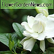 Gardenia jasminoides Vier Jahreszeiten, Kap Jasmin Vier Jahreszeiten, Vier Jahreszeiten Kap Jasmin, Kap Jessamine Vier Jahreszeiten, Gardenie jasminoides 'Kimura Shikazaki', Duftende Blumen, immergrüne Strauch, Weiße Blüten