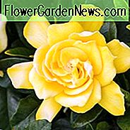 Gardenia jasminoides Goldene Magie, Cape Jasmine Goldene Magie, Goldene Magische Kap Jasmin, Kap Jessamine Goldene Magie, Hardy Gardenia, Duftende Blumen, immergrüne Strauch, Gelbe Blumen, Duftende Blumen, immergrüne Strauch, Gelbe Gardenie