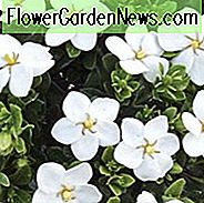 Gardenia jasminoides Kleims Hardy, Cape Jasmin Kleims Hardy, Kleims Hardy Cape Jasmin, Cape Jessamine Kleims Hardy, Hardy Gardenia, Duftende Blüten, immergrüner Strauch, Weiße Blüten, Duftende Blüten, immergrüner Strauch, Weiße Blüten