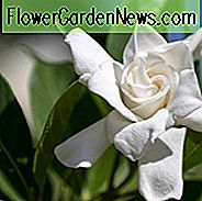 Gardenia jasminoides Radicans, Miniatur Gardenie, Kap Jasmin 'Radicans', Radicans Cape Jasmine, Kap Jessamine 'Radicans', Duftende Blumen, immergrüner Strauch, Weiße Blüten,