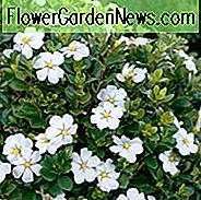 Gardenia jasminoides ScentAmazing, Cape Jasmin 'ScentAmazing', ScentAmazing Cape Jasmine, Cape Jessamine ScentAmazing, Hardy Gardenia, Duftende Blüten, immergrüner Strauch, Weiße Blüten,