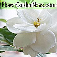 Beliebte Gardenien, Beliebte Gardenie Sorten, Zwerg Gardenien, Mittlere Gardenien, Große Gardenien, Hardy Gardenien, Gemeinsame Gardenie, Cape Jasmine, Cape Jessamine