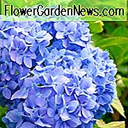 Hortensie Macrophylla 'Glory Blue', Großblättrige Hortensie 'Glory Blue', Mophead Hortensie 'Glory Blue', Hortensia 'Glory Blue', Blaue Hortensie, Blue Hortensia