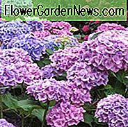 Hortensie Macrophylla 'Hamburg', Großblatt Hortensie 'Hamburg', Französische Hortensie 'Hamburg', Mophead Hortensie 'Hamburg', Rosa Hortensie, Blaue Hortensie, Lila Hortensie