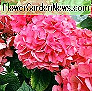 Hydrangea Macrophylla 'Masja', Großblättrige Hortensie 'Masja', Mophead Hydrangea 'Masja', Hortensia 'Masja', Hortensie macrophylla 'Rote Masja', Rote Hortensie, Zwerghortensie