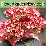 Hortensie Macrophylla 'Miss Saori', Großblatt Hortensie 'Miss Saori', Mophead Hortensie 'Miss Saori', You-Me Serie, Rosa Hortensie, Blau Hortensie, Doppel Hortensie