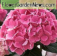 Hortensie Macrophylla 'Altona', Großblättrige Hortensie 'Altona', französische Hortensie 'Altona', Mophead Hortensie 'Altona', rosa Hortensie, blaue Hortensie, lila Hortensie