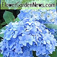 Hydrangea Macrophylla 'Nikko Blau', Großblättrige Hortensie 'Nikko Blue', Französisch Hortensie 'Nikko Blue', Hahnenkamm Hortensie 'Nikko Blue', Mophead Hydrangea 'Nikko Blau', Hortensia 'Nikko Blue', Blau Hydrangea