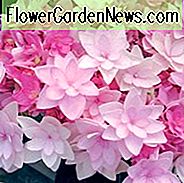 Hydrangea Macrophylla 'Passion', Großblättrige Hortensie 'Passion', Mophead Hortensie 'Passion', Hortensie macrophylla 'Youmefour', Hortensie macrophylla 'RIE4', You-Me Serie, Rosa Hortensie, Blaue Hortensie, Doppel Hortensie