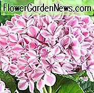 Hydrangea Macrophylla 'Pfefferminze', Großblättrige Hortensie 'Pfefferminze', Hortensie 'Pfefferminze', Hortensie 'REI13', Forever & Ever Serie, Rosa Hortensie, Blaue Hortensie, Bicolor Hortensie