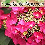 Hydrangea Macrophylla 'Rotschwanz', Großblättrige Hortensie 'Rotschwanz', Hahnenkamm Hortensie 'Rotschwanz', Hortensie 'Rotschwanz', Hortensie macrophylla RED STAR, Hydrangea macrophylla REDSTART, Hortensie macrophylla 'Red Star', Teller Serie, Rote Hortensie
