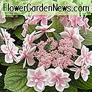 Hortensie Macrophylla 'Star Gazer', Großblättrige Hortensie 'Star Gazer', Spitzenkapsel Hortensie 'Star Gazer', Hortensie macrophylla 'Kompeito', Doppel-Delight-Serie, Rosa Hortensie, Blaue Hortensie, Doppelhortensie