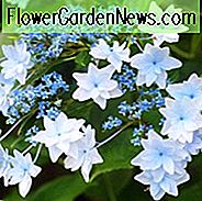 Hortensie Macrophylla 'Sumida No Hanabi', Großblättrige Hortensie 'Sumida No Hanabi', Spitzenkapsel Hortensie 'Sumida No Hanabi', Hortensie macrophylla 'Fuji Wasserfall', Hortensie macrophylla 'Sternschnuppe', Hortensie macrophylla 'Hanabi', Weiße Blumen, Weiße Hortensie